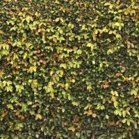 Photo Textures of Hedge